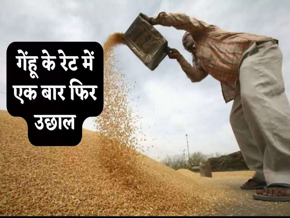 Wheat Price: गेंहू के रेट में एक बार फिर उछाल, MSP से 50 फीसदी महंगी बिक रही  