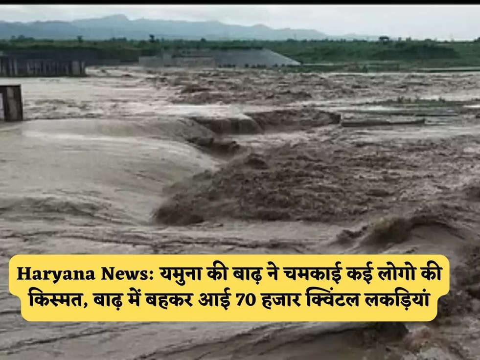 Haryana News: यमुना की बाढ़ ने चमकाई कई लोगो की किस्मत, बाढ़ में बहकर आई 70 हजार क्विंटल लकड़ियां