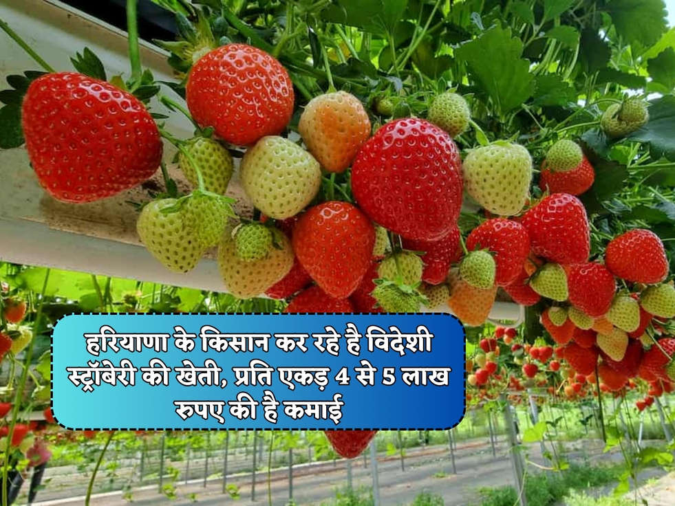 हरियाणा के किसान कर रहे है विदेशी स्ट्रॉबेरी की खेती, प्रति एकड़ 4 से 5 लाख रुपए की है कमाई