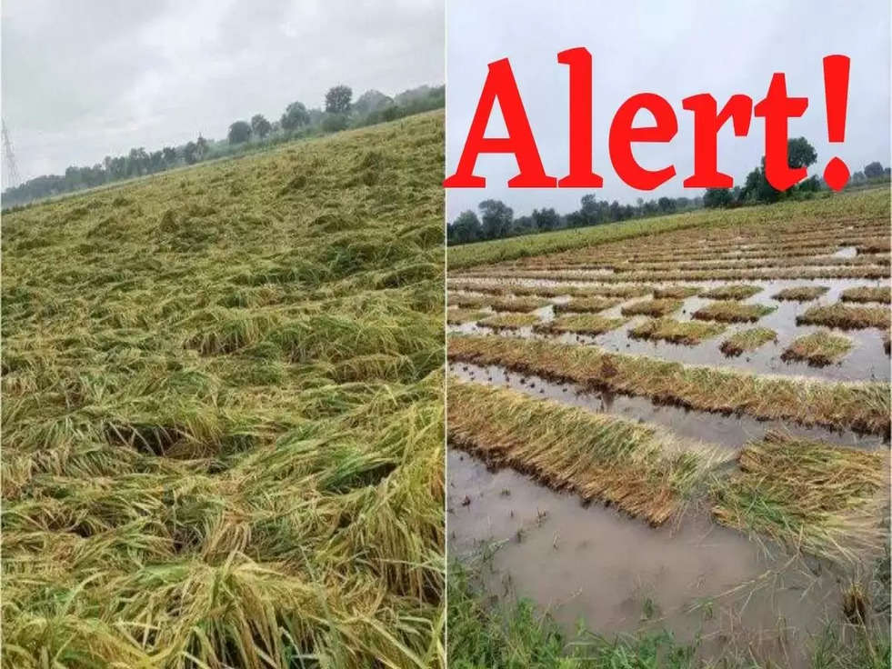 Agriculture advisory: खेतों का उचित प्रबंधन नहीं किया तो धान की फसल होगी तबाह, कृषि विभाग ने जारी की एडवाइजरी