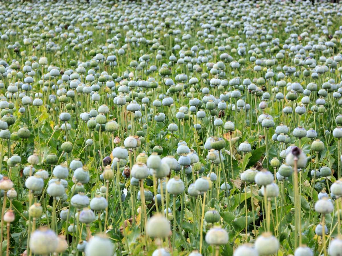 opium farming