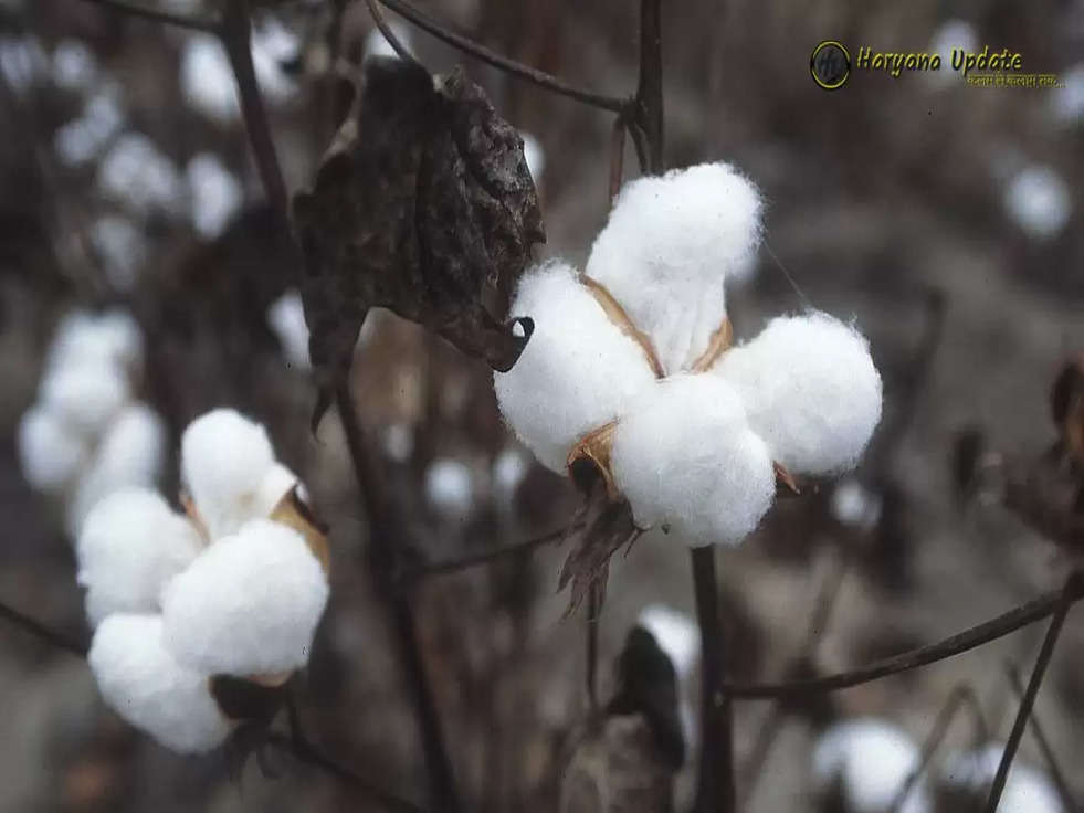 Cotton Price: कपास के भी बढ़ने जा रहे दाम, यहाँ जानें क्या है कारण