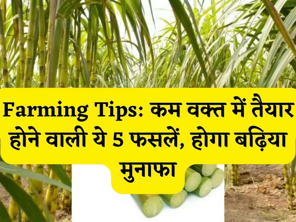 Farming Tips: कम वक्त में तैयार होने वाली ये 5 फसलें, होगा बढ़िया मुनाफा