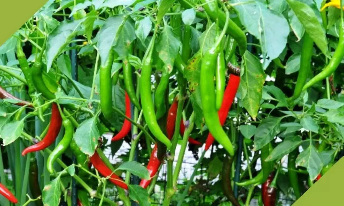 chilli farming