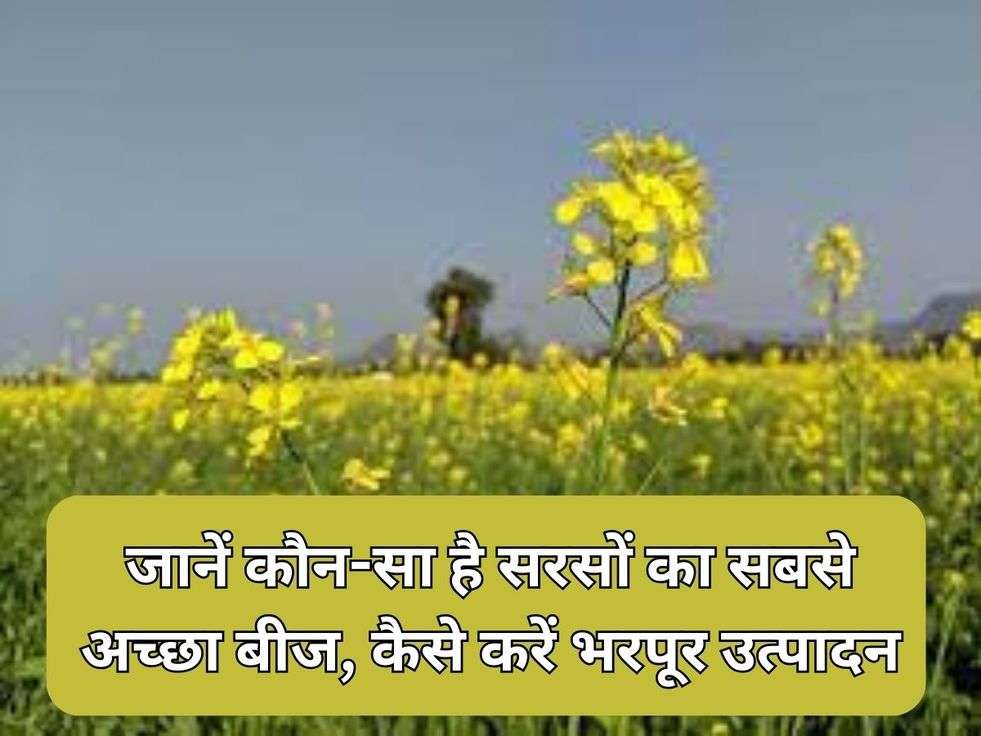 Mustard Farming