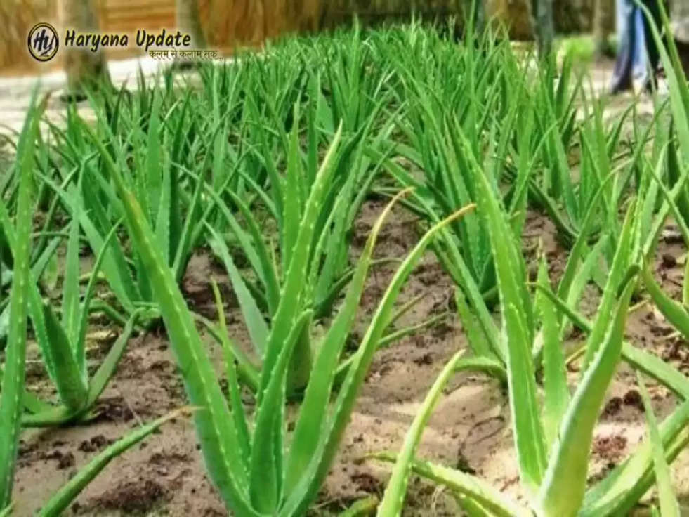 Aloevera Cultivation: Be carefree by planting this crop, in this way earn a lot of money for 5 years!