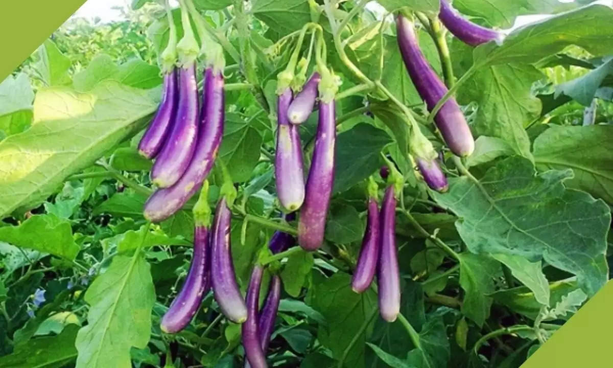 brinjal farming