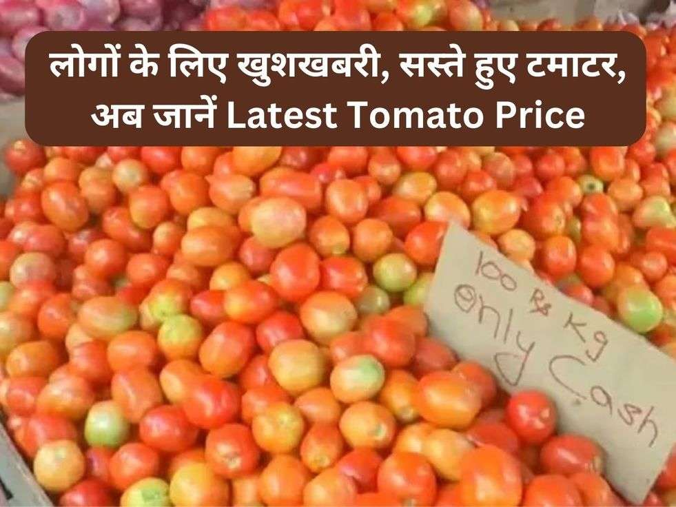 लोगों के लिए खुशखबरी, सस्ते हुए टमाटर, अब जानें Latest Tomato Price