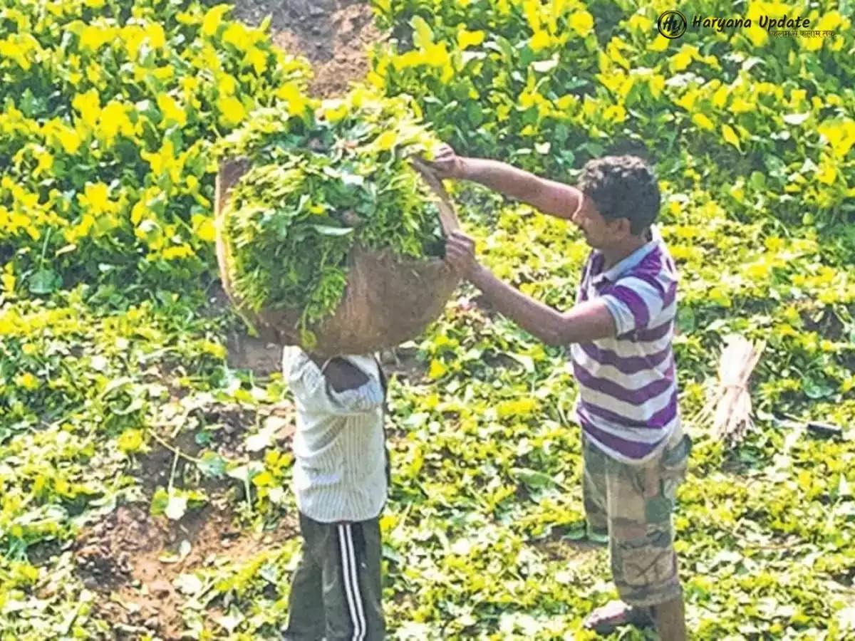 आईपीएल 20 हजार युवा किसानों को जोड़ेगा, जानिए पूरी स्कीम 