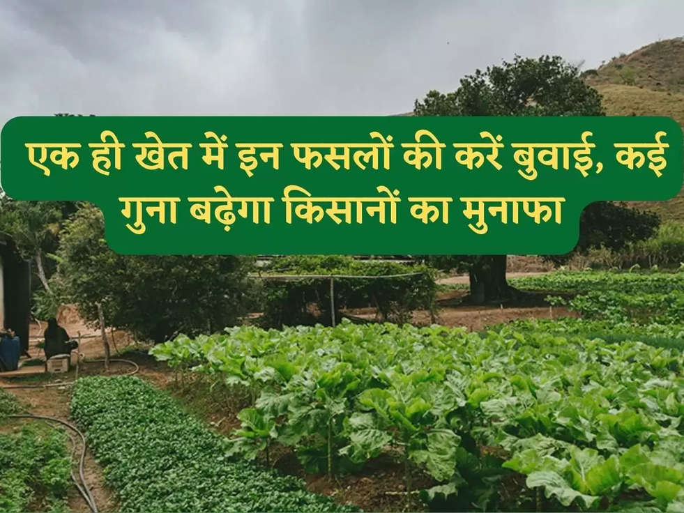 Co-Cropping Farming:  एक ही खेत में इन फसलों की करें बुवाई, कई गुना बढ़ेगा किसानों का मुनाफा