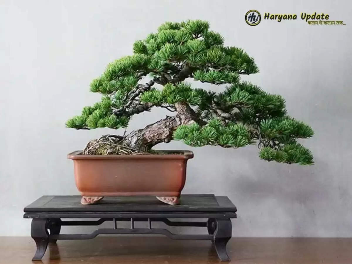 bonsai tree