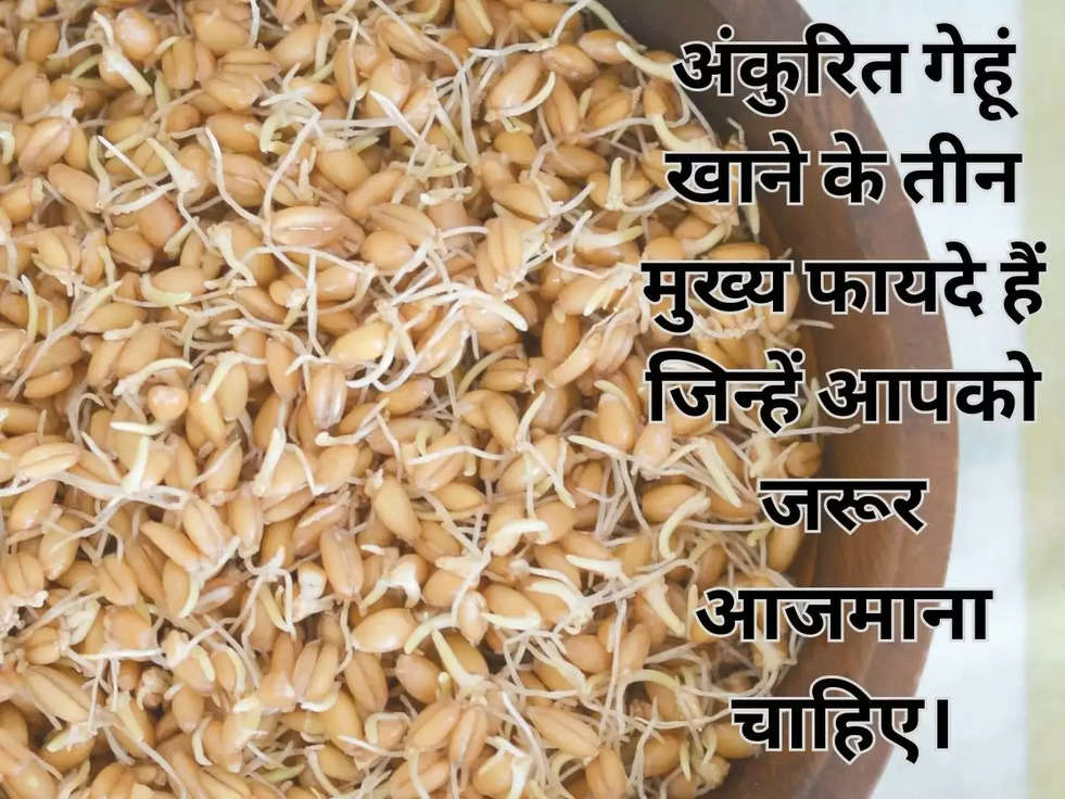 अंकुरित गेहूं खाने के तीन मुख्य फायदे हैं जिन्हें आपको जरूर आजमाना चाहिए।