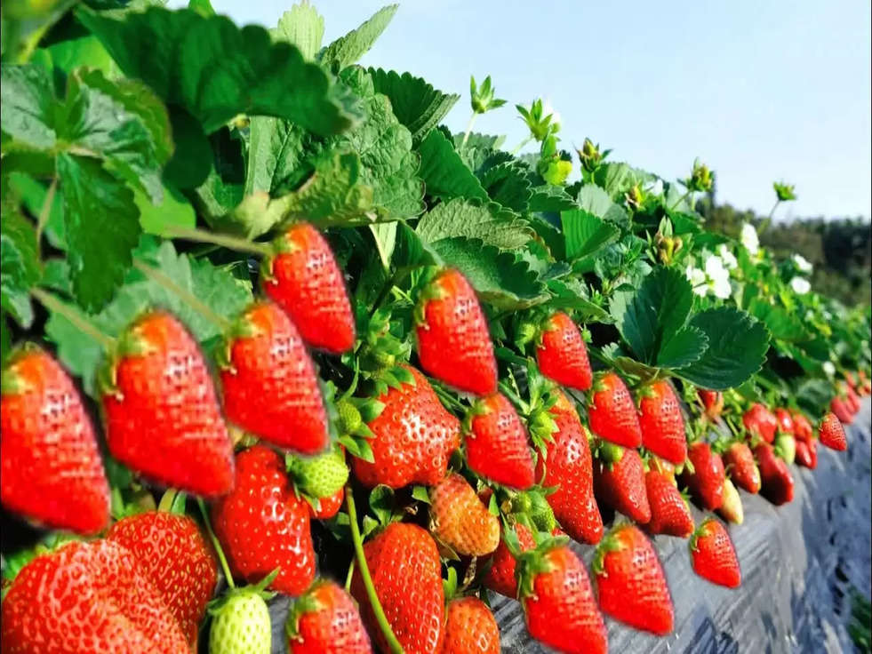 Strawberry Farming