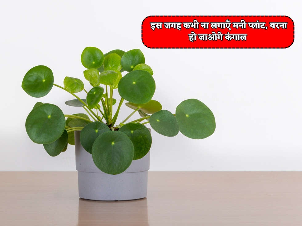 Vastu Tips : इस जगह कभी ना लगाएँ मनी प्लांट, वरना हो जाओगे कंगाल 