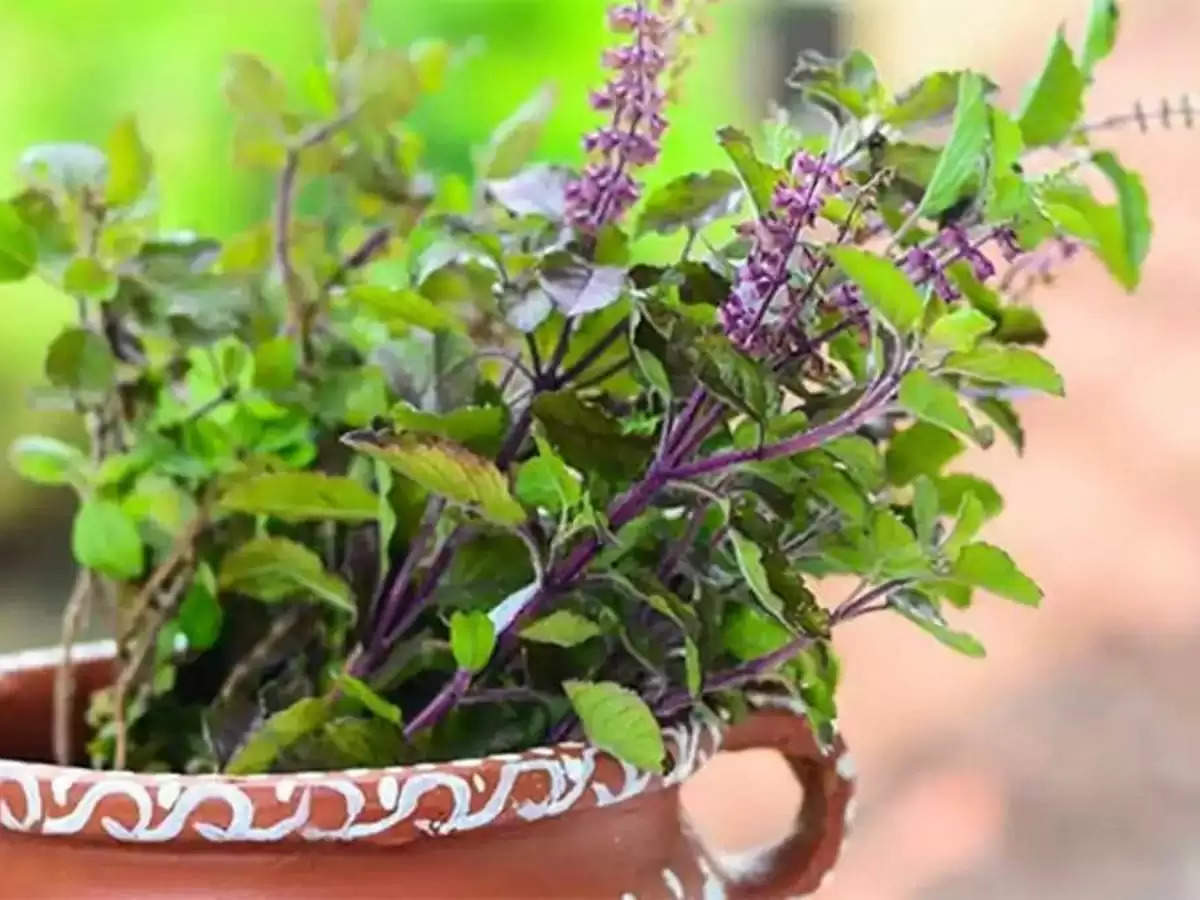 Dry Tulsi Plant