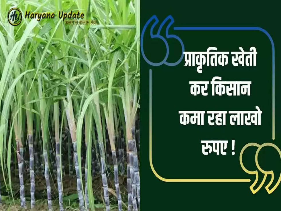 Farming Tips: हरियाणा के इस किसान ने कर दिखाया कमाल, लाखों में करता है कमाई