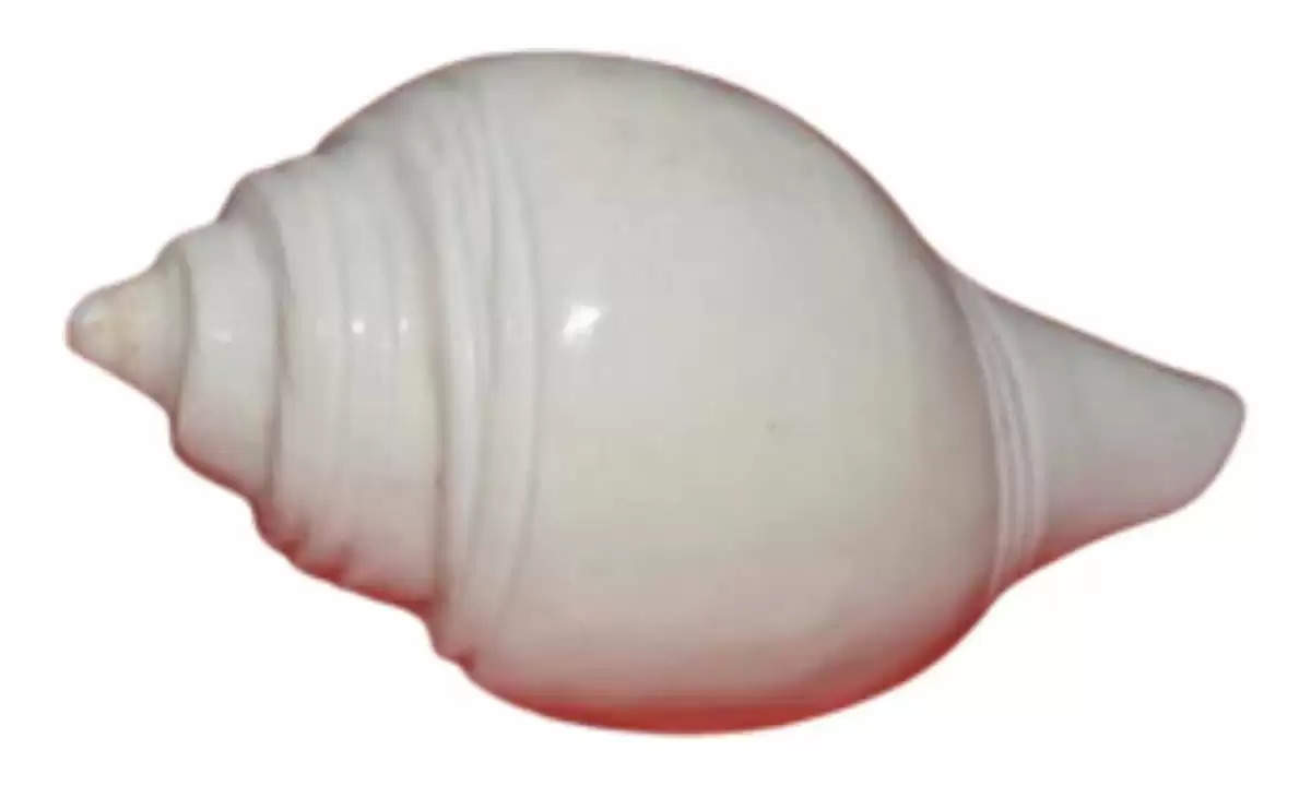 Conch: आखिर क्यों जरूरी है पूजा में शंख बजाना? जाने इसके पीछे की  वजह