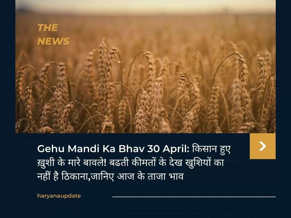 Gehu Mandi Ka Bhav 30 April: किसान हुए ख़ुशी के मारे बावले! बढती कीमतों के देख खुशियों का नहीं है ठिकाना,जानिए आज के ताजा भाव