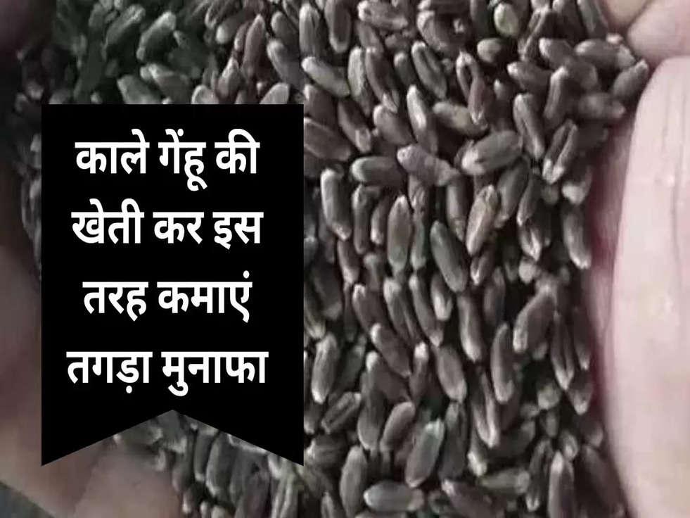 Black Wheat Farming: काले गेंहू की खेती कर इस तरह कमाएं तगड़ा मुनाफा, जानिए 