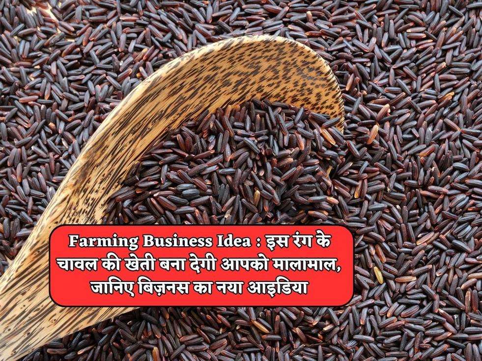 Farming Business Idea : इस रंग के चावल की खेती बना देगी आपको मालामाल, जानिए बिज़नस का नया आइडिया