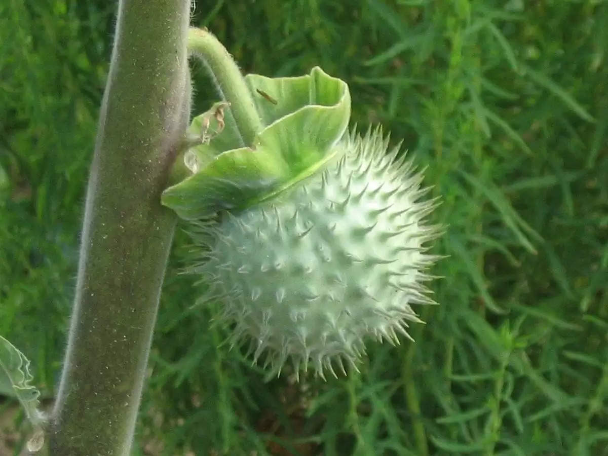 Datura