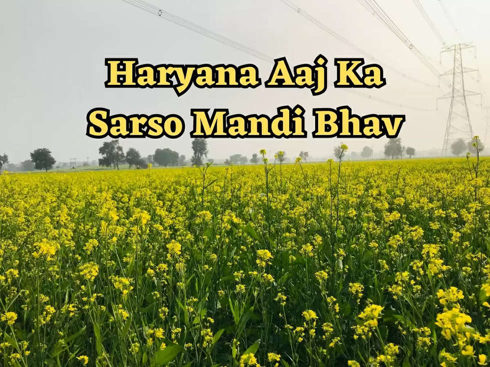 Haryana Aaj Ka Sarso Mandi Bhav: हरियाणा में खुले में ज्यादा बिक रही है सरसों, जाने हरियाणा का आज का मंडी भाव 