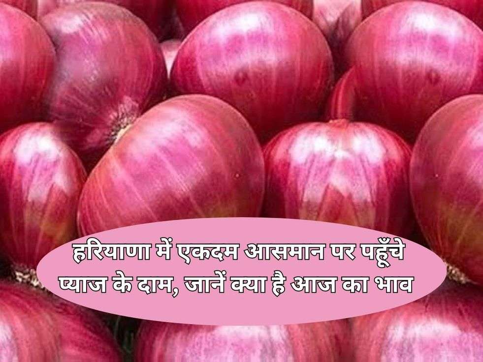 Onion Price Hike