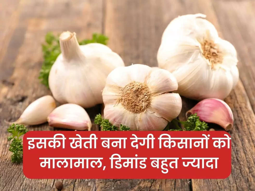 pink garlic cultivation