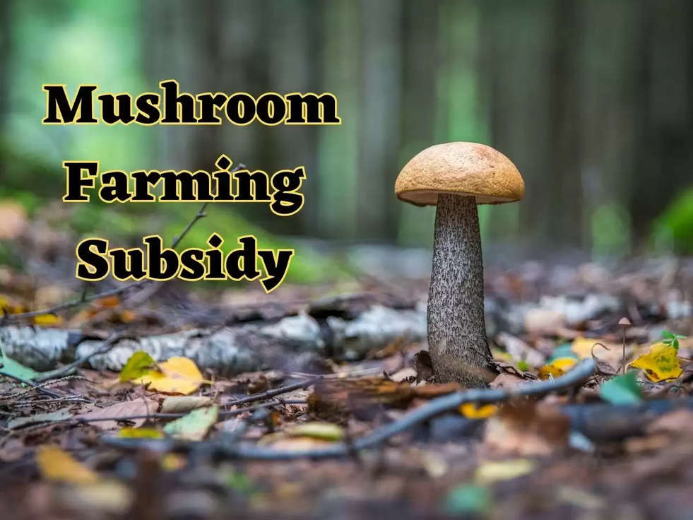  Mushroom Farming Subsidy: किसानों के लिए खुशखबरी! यहां मशरूम की खेती पर मिल रही बंपर सब्सिडी