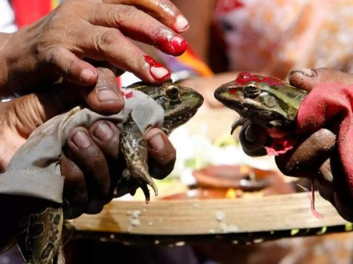 Frog Marriage