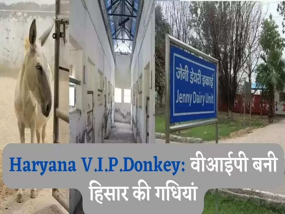 Haryana V.I.P.Donkey: वीआईपी बनी हिसार की गधियां