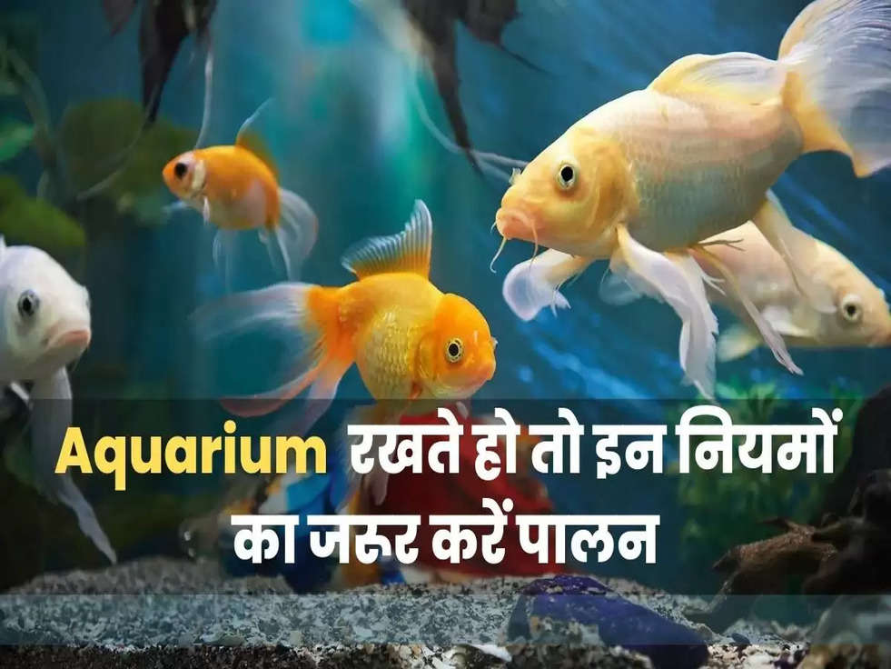 aquarium tips