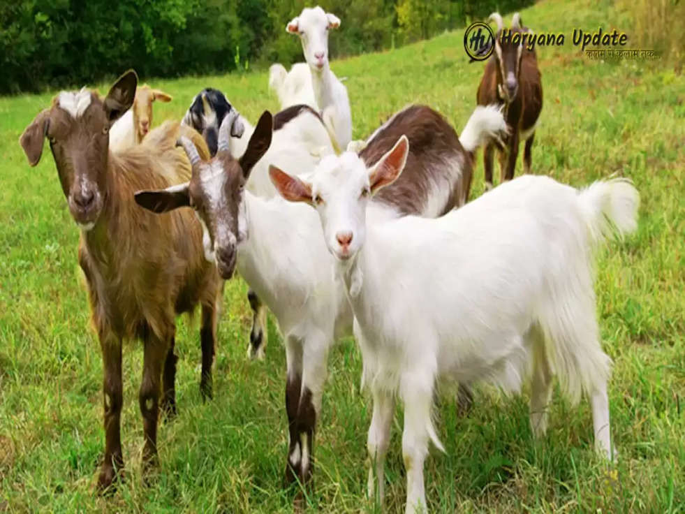 Goat Farming: इन दो नस्ल की बकरियों को ले जाएं घर, कुछ ही महीने में हो जाएंगे मालामाल