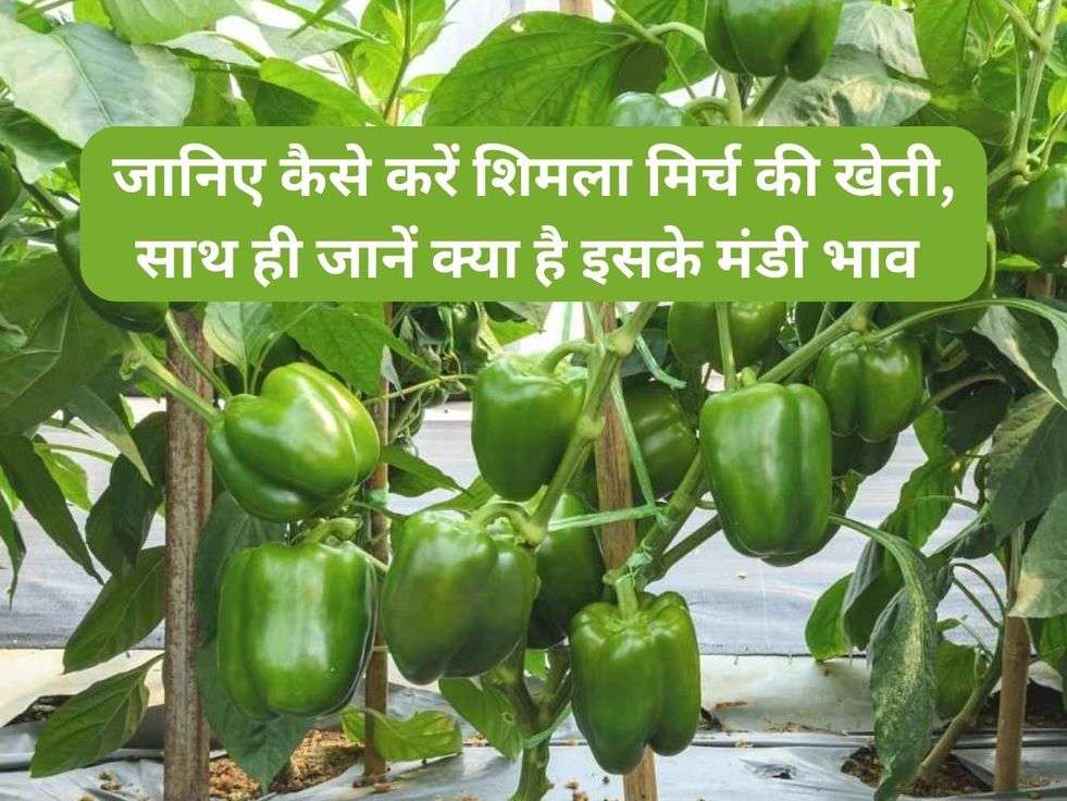 Capsicum Farming