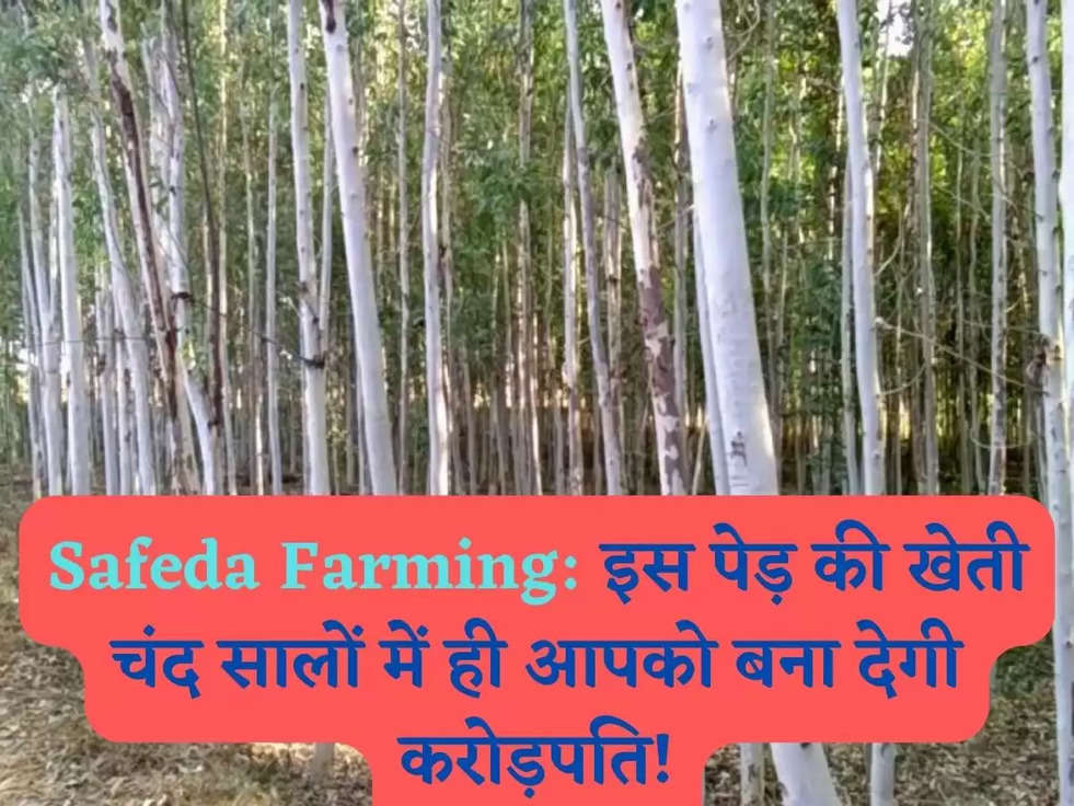 Safeda Farming: इस पेड़ की खेती चंद सालों में ही आपको बना देगी करोड़पति!