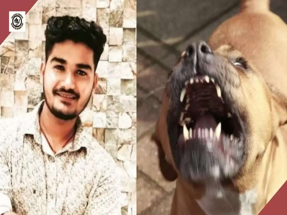 pitbull attack lucknow