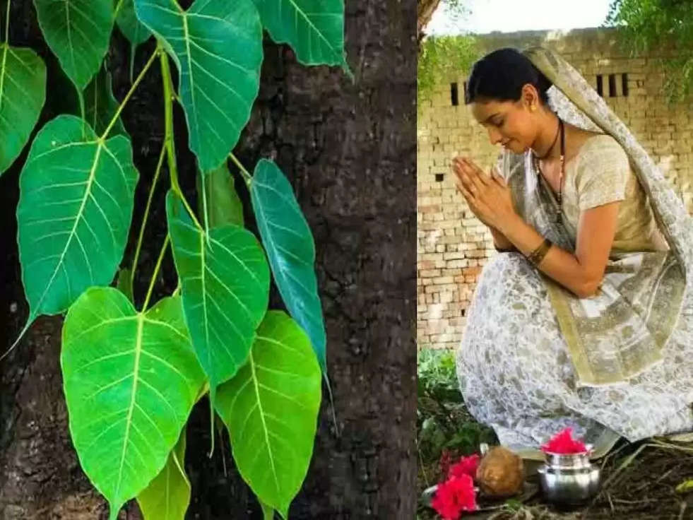 Peepal Tree Upay: पीपल के पेड़ की पूजा से  रोग करें खत्म और परिवार में सुख-समृद्धि बढ़ाएं - astrology remedies