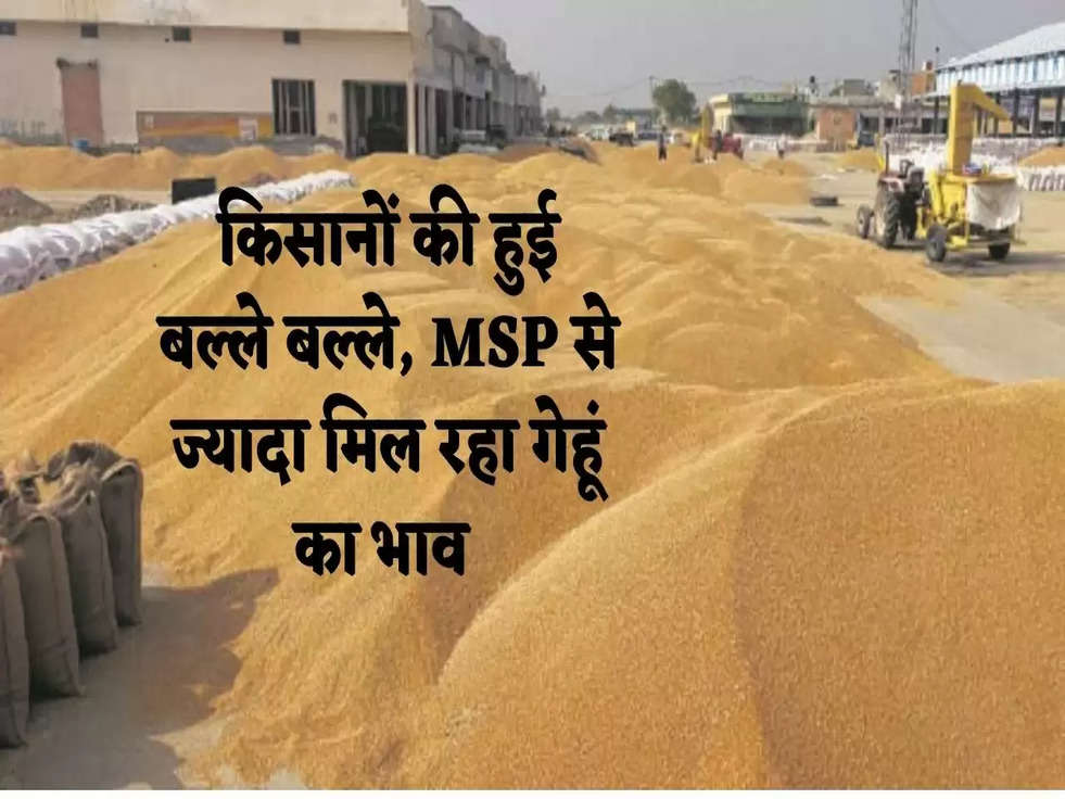 Haryana Wheat Mandi