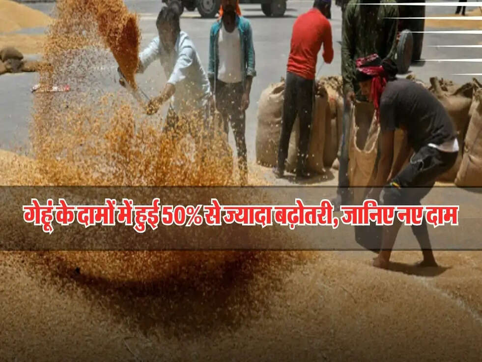 Wheat Price Hike : गेहूं के दामों में हुई 50% से ज्यादा बढ़ोतरी, जानिए नए दाम