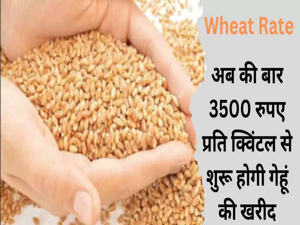 Wheat Rate