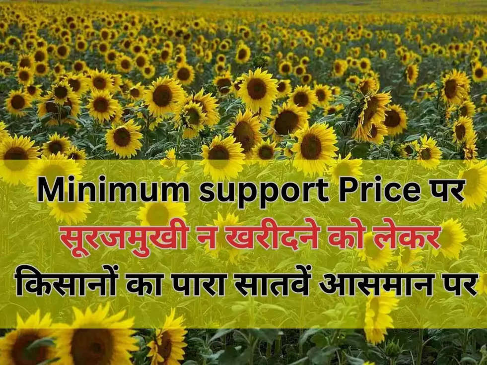 Minimum support Price पर सूरजमुखी न खरीदने को लेकर किसानों का पारा सातवें आसमान पर 