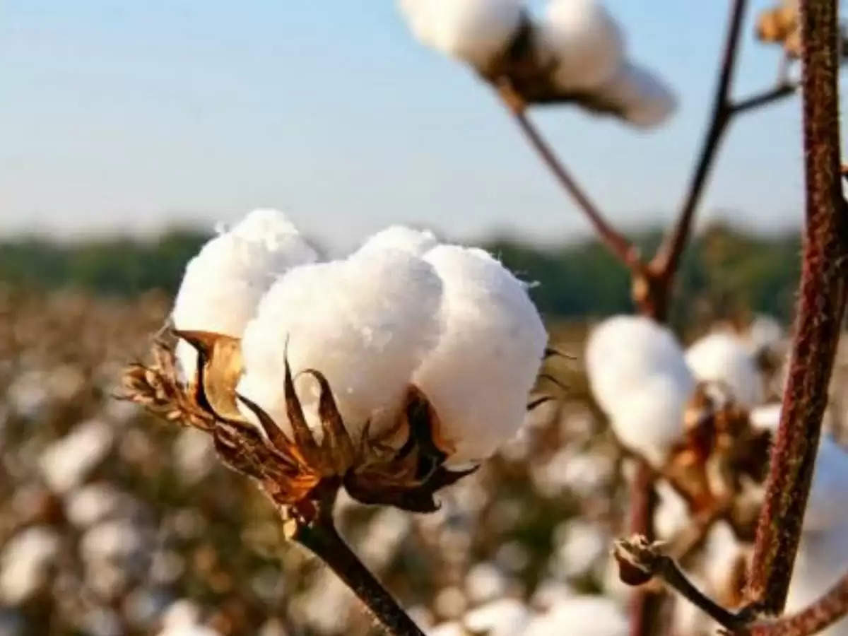 Cotton