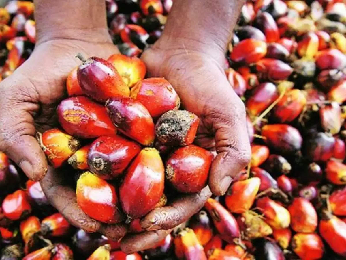 palm oil 