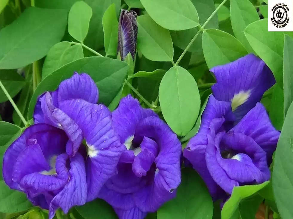  Flower Farming: इस फूल की खेती कर कमाएं तीन गुना ज्यादा मुनाफा