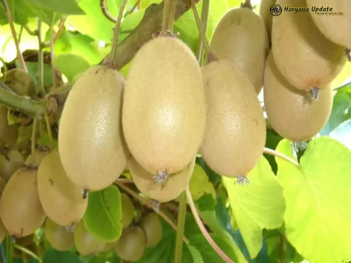 Kiwi Farming: इस फल का पौधा लगाएँ और अमीर बन जाएं! जानें खेती का तरीका 