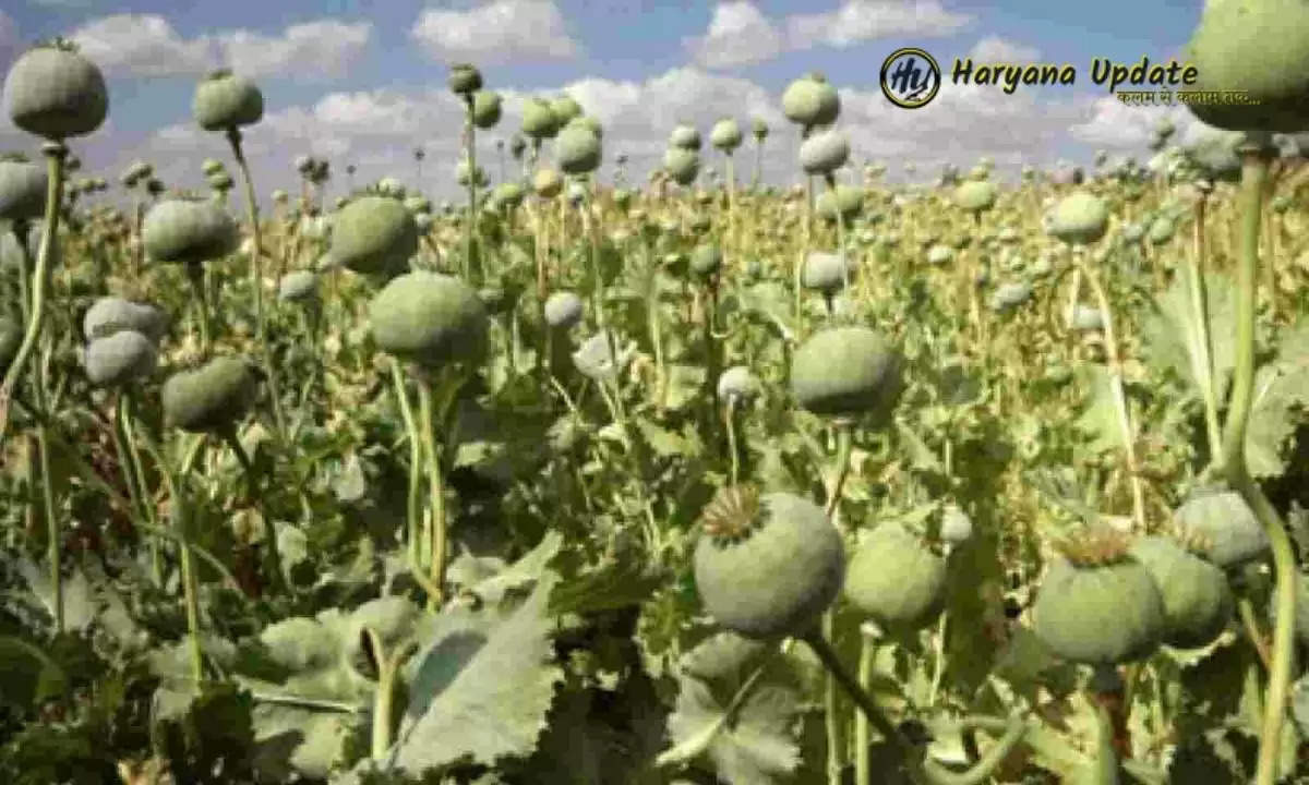 opium cultivation method